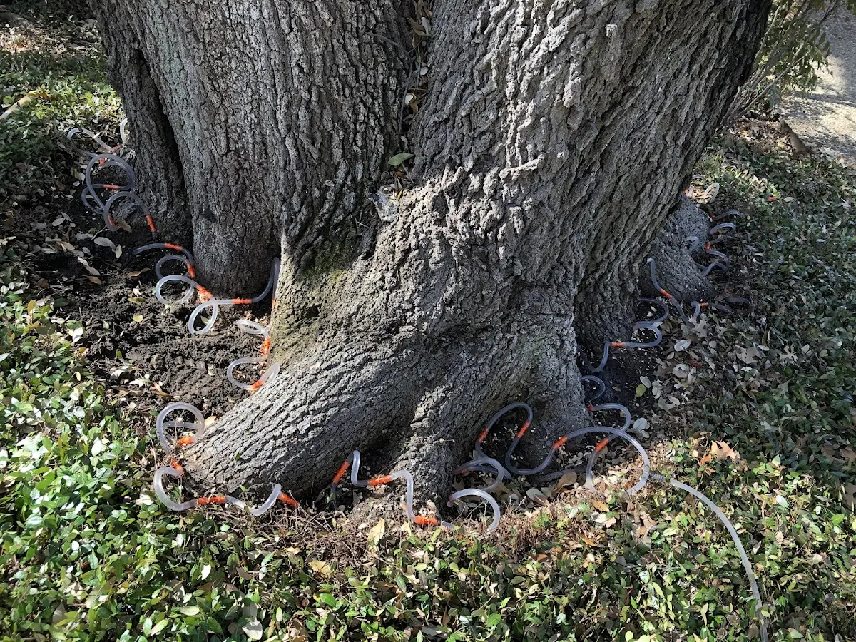 Detailed Shrub and Hedge Trimming job site in Encinal