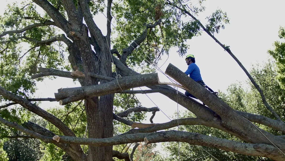 Professional Hazardous Tree Removal performed by certified arborists in Encinal