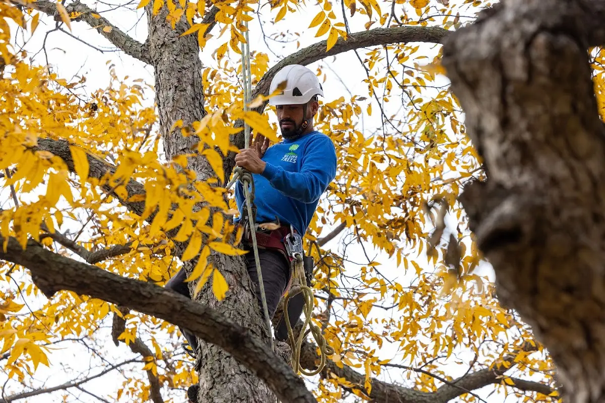 Skilled Tree Transplanting crew working in Encinal